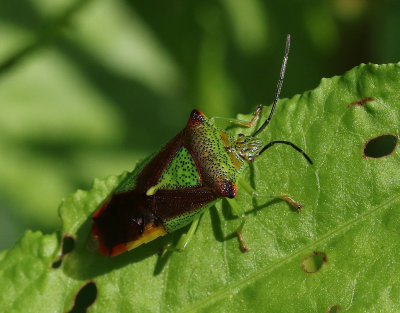 Hagtornsbärfis Hawthorn Shield Bug (Acanthosoma haemorrhoidale)