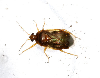 Deraeocoris lutescens