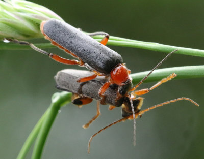 Cantharis pellucida