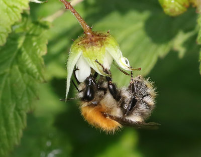 kerhumla  Bombus pascuorum