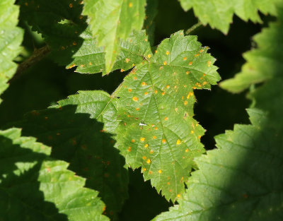 Hallonrost  Phragmidium rubi-idaei