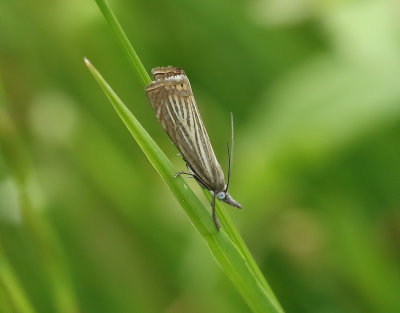 Trdgrdsgrsmott  Chrysoteuchia culmella
