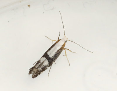 Körsbärsmal Argyresthia pruniella
