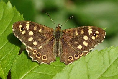 Kvickgrsfjril Specled Wood Pararge aegeria tircus