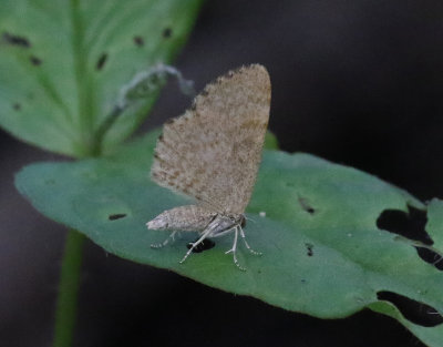 Brungul älvmätare Euchoeca nebulata