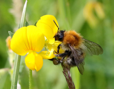 Hushumla  Bombus hypnorum