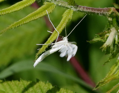 Vitt fjdermott  Pterophorus pentadactylus