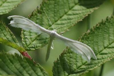 Vitt fjdermott  Pterophorus pentadactylus