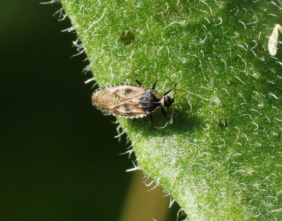 Dictyla echii