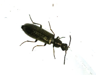  Borstbaggar   Dacytidae