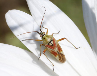 Calocoris roseomaculatus