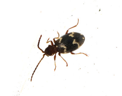 Ptinus rufipes