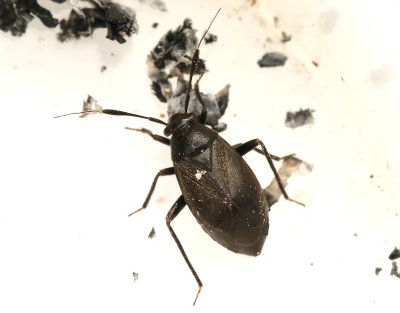 Capsus ater