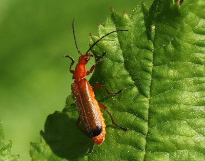 Rhagonycha fulva