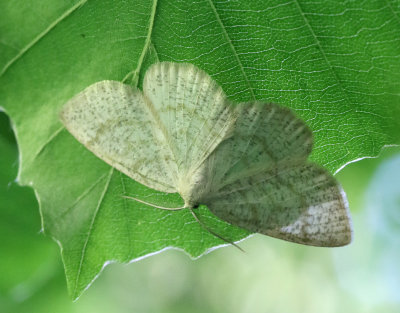 Gulvit streckmätare Cabera exanthemata