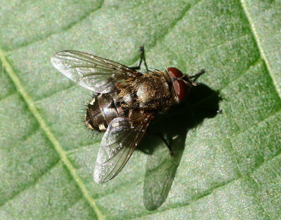 Pollenia Rudis ?