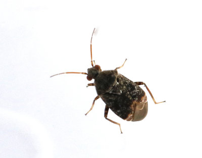 Charagochilus gyllenhalii