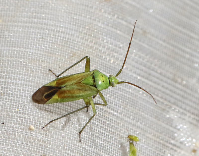 Closterotomus norwegicus