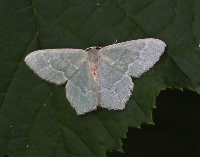 Brunfläckig lundmätare Hemithea aestivaria