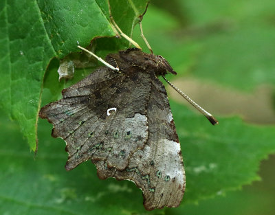 Vinbärsfuks - Polygonia c-album - Comma