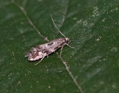 Vedsvampmal Nemapogon cloacellus