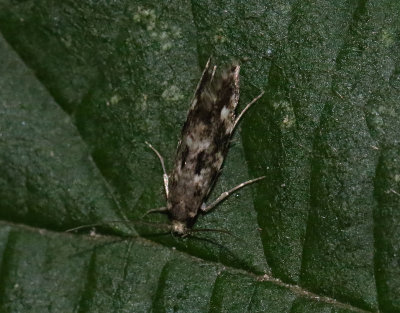Vedsvampmal Nemapogon cloacellus