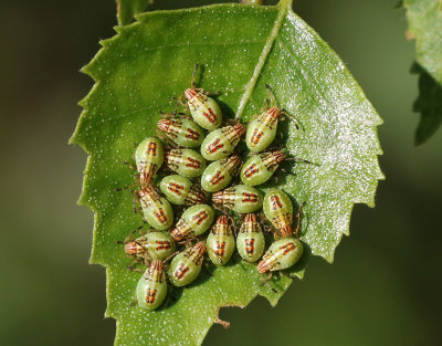 Mindre björkbärfis Parent Bug (Elasmucha grisea)
