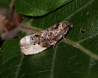 Apelknoppvecklare Hedya nubiferana