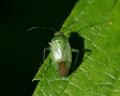 Apolygus spinolae