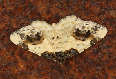 Benvedsmätare Ligdia adustata