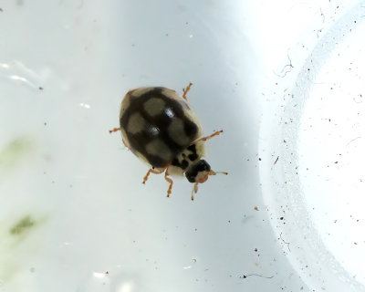 Tioprickig nyckelpiga Adalia decempunctata