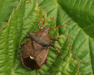 Spetsrovbärfis Spiked Shieldbug (Picromerus bidens)