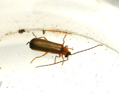 Rhagonycha lutea