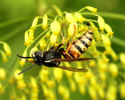 Rdbandad geting Vespula rufa