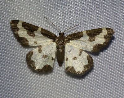 Mindre fläckmätare Lomaspilis marginata