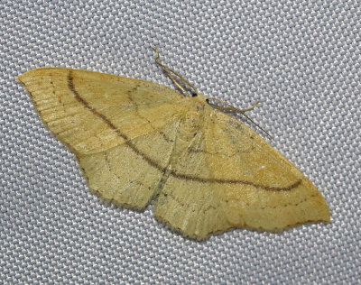 Bokgördelmätare Cyclophora linearia