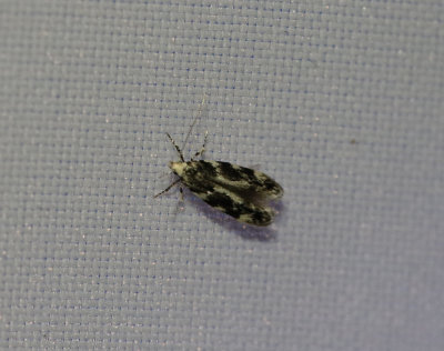 Hasselknoppsmal Parachronistis albiceps