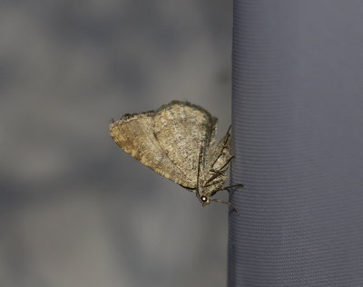 Ockragul buskmätare Macaria brunneata