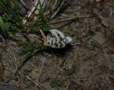 Almfläckmätare Abraxas sylvata