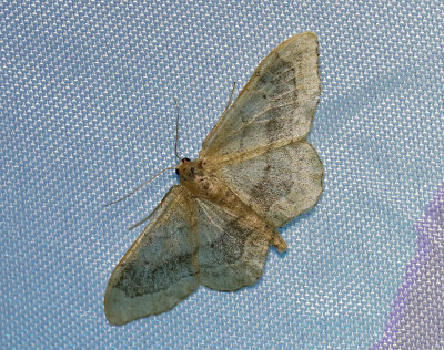 Vinkellövmätare Idaea aversata