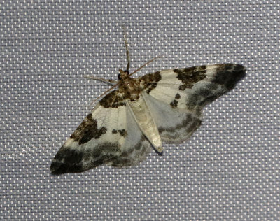 Tvåfärgad fältmätare Plemyria rubiginata