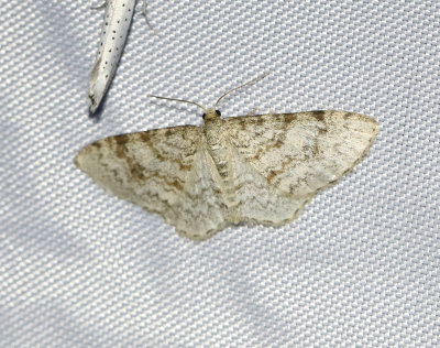 Alälvmätare Hydrelia sylvata