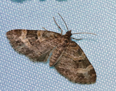 Långflikad lobmätare Pterapherapteryx sexalata