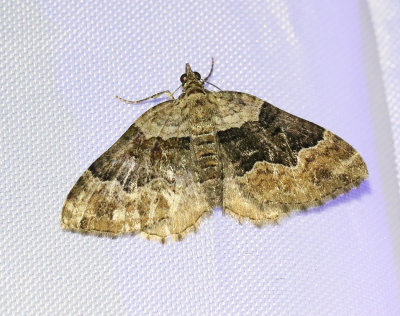 Fyrbandad fältmätare Xanthorhoe quadrifasiata