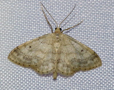 Tofsfotad lövmätare Idaea biselata