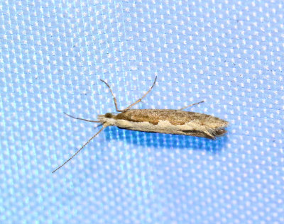 Kålmal Plutella xylostella
