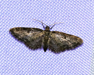 Vinkelmalmätare Eupithecia vulgata
