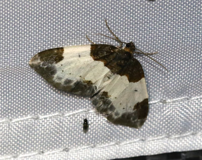 Hallonfältmätare Mesoleuca albicillata