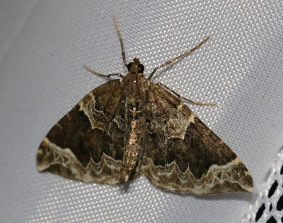 Vitbrokig parkmätare Eulithis prunata