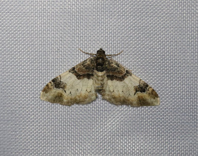 Kapuschongfältmätare Catarhoe cuculata